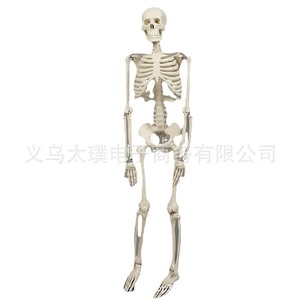 Spécimens d'os humains personnalisés, modèles squelettiques de simulation pour l'enseignement médical, modèles de squelette humain de la ceinture pectorale en gros - Product Image 5