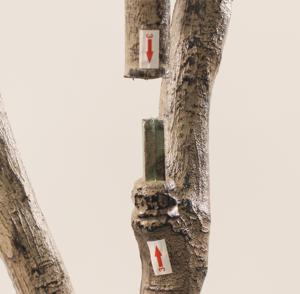 Plante d'olivier artificielle JWT4091, faible entretien, bonsaï <span class=keywords><strong>en</strong></span> plastique, plusieurs hauteurs de pots, convient pour la décoration intérieure - Product Image 5