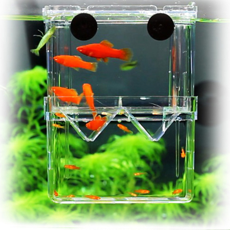 fish box fish tank accessories Acrylic Floating Breeding Isolation Aquarium Breeder Feeder F – Whiskers Way Hang on Aquarium Filter is space saving design How to Save Your Baby