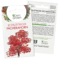 Paquet de 5 plantes d'arbre de bonsaï d'érable rouge japonais de qualité supérieure pour les fournitures de jardin