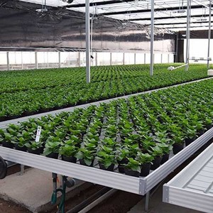 Multi or <strong>2</strong> Tiers <strong>Hydroponic</strong> <strong>Pot</strong> Plant Flood Ebb and Flow Tray Rolling Bench Vertical Growing Racks <strong>System</strong> with Exhaust Fan