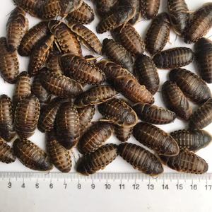 แมลงโปรตีนสูงที่กินได้ อีโคเฟรช แมลงสาบดูเบีย อาหารสัตว์เลี้ยง อาหารสัตว์ - Product Image 6
