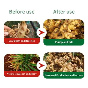 <span class=keywords><strong>Engrais</strong></span> organique hydrosoluble spécial à haut rendement pour oignons verts, gingembre et <span class=keywords><strong>ail</strong></span> - Product Image 2