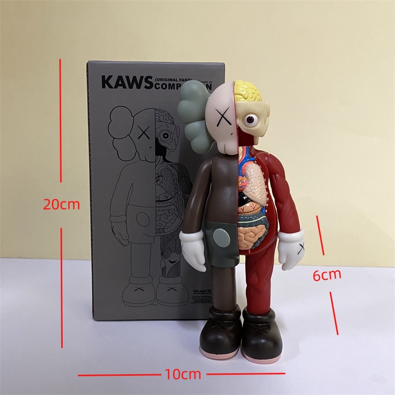 Modelo de anatomía de 20 cm en caja marrón
