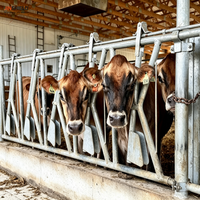 Barrière d'encastrement pour vaches laitières de longueur personnalisée avec 6, 8, 10 ou 12 emplacements d'alimentation