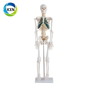 EN 101 <span class=keywords><strong>Corps</strong></span> <span class=keywords><strong>Corps</strong></span> <span class=keywords><strong>Humain</strong></span> Modèle Squelette Modèle Médecine Anatomie Fournitures D'enseignement D'enseignement Médical - Product Image 4