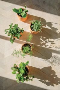 Kit de démarrage d'herbes d'intérieur en terre cuite minuscules marguerites <span class=keywords><strong>lavande</strong></span> coquelicots et trèfle 4 acceptent le kit de culture de jardin d'herbes bricolage personnalisé - Product Image 4