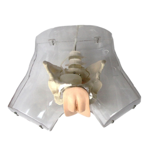 Ada y tế mô hình giảng dạy dystocia đào tạo mô phỏng và minh bạch <span class=keywords><strong>curettage</strong></span> PVC chất liệu cho giải phẫu giáo dục - Product Image 2