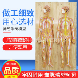 Modèle anatomique du système nerveux humain : système nerveux central, cerveau et moelleuse pinéuse, modèle du tronc, nerfs vertébraux - Product Image 2