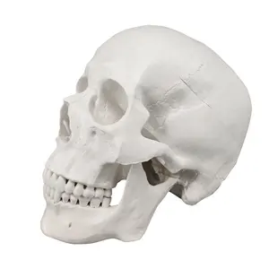 PVC Anatomy Skull 3D Model, White Skull Head Model