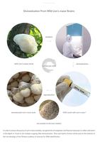 Qinshantang - Extracto Dual de Melena de León Orgánico en Polvo, 1 kg, 10% Polisacáridos, 10:1 20:1, Grado Alimenticio, Empaquetado en Bolsa