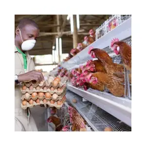 4 niveles 160 pájaros pollo capa jaulas precio batería jaula diseño capa aves jaulas para granjas de Kenia
