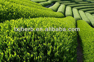 Suplemento de alimentos descafeinado polvo de <span class=keywords><strong>extracto</strong></span> de té <span class=keywords><strong>verde</strong></span> - Product Image 6