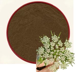 Poudre d'extrait d'actée à grappes noires naturelles <span class=keywords><strong>Cimicifuga</strong></span> <span class=keywords><strong>Racemosa</strong></span> - Product Image 1