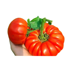 <span class=keywords><strong>Pomodoro</strong></span> Cavallino - Product Image 4