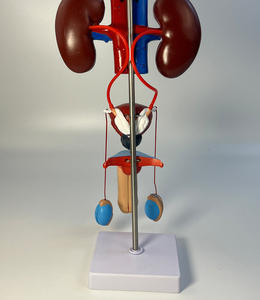 Modello Anatomico della Struttura degli Organi Umani, Reni e Vescica, Modello del Sistema Urinario Maschile - Product Image 3