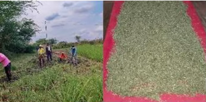 Ventes en gros de feuilles de citronnelle sèches (taille coupée pour le thé) avec des feuilles de citronnelle sèches de qualité supérieure, naturelles et en vrac, à vendre - Product Image 3