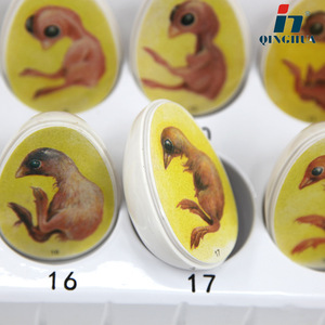 ชิงหัว QH3227-27 ประวัติความเป็นมาของลูกไก่: แบบจำลองการพัฒนาตัวอ่อนลูกไก่, ของเล่นเปลือกไข่, ของขวัญรูปสัตว์ - Product Image 1