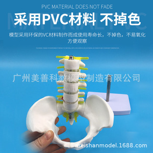 Auténtico soporte pélvico en miniatura con cinco vértebras lumbares, modelo de columna vertebral, modelo ortopédico, esqueleto humano. - Product Image 4
