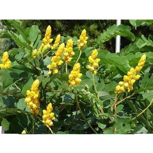Gousse de Cassia Angustifolia pure offrant un soutien naturel à base de plantes pour la santé digestive, détoxification douce, nettoyage du côlon - Product Image 2