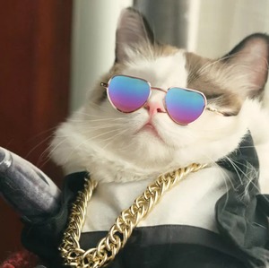 Iyi tasarım sıcak satış kalp şekli Pet kedi gözlük köpek gözlük Pet güneş gözlüğü - Product Image 1
