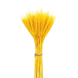 Ramo de Flores Secas de Trigo Dorado, 100 Tallos de 45-50 cm, Decoración para Bodas, Accesorios para Fotografía en Exteriores, Adorno para el Hogar - Product Image 5