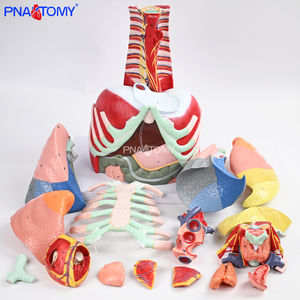 1:1 मानव थोरैसिक एनाटॉमी मॉडल डिचेबल हार्ट थायरॉयड, पसलियों, श्वसन प्रणाली, मांसपेशियों की कंकाल प्रणाली शिक्षण मॉडल - Product Image 5