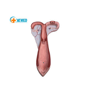 Modelo de Anatomia Animal em Fibra de Vidro para Exibição em Faculdades de Medicina - Modelo de Útero de Ovelha - Product Image 1