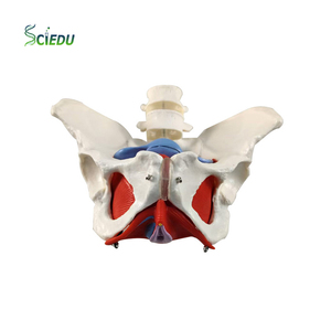 Ressources pédagogiques sur le plancher pelvien féminin SCIEDU, anatomie du <span class=keywords><strong>squelette</strong></span> <span class=keywords><strong>humain</strong></span>, ceinture lombaire en 2 sections, modèle <span class=keywords><strong>musculaire</strong></span> du plancher pelvien féminin - Product Image 1
