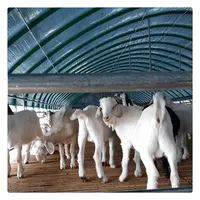 Prefabricated Steel Structure, Goat, Sheep