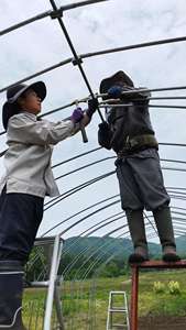 Grande <span class=keywords><strong>serre</strong></span> agricole à tunnel haut pour la culture de la <span class=keywords><strong>tomate</strong></span>, <span class=keywords><strong>serre</strong></span> verte - Product Image 5