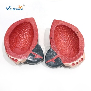 Modelo <span class=keywords><strong>de</strong></span> <span class=keywords><strong>Vejiga</strong></span> Urinaria <span class=keywords><strong>de</strong></span> Alta Calidad para Estudiantes Escolares - Product Image 4