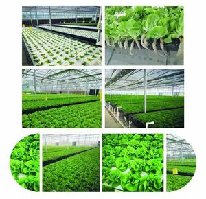 <span class=keywords><strong>Balsa</strong></span> flotante XPS para hidroponía, lámina de poliestireno aislada para sistema de cultivo en aguas profundas (DWC) - Product Image 3