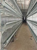 Système de cages avicoles de type H pour poules pondeuses, cages automatiques pour élevage en batterie, cages pour poulailler