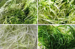 Trituradora de <span class=keywords><strong>cebolla</strong></span> de acero inoxidable trituradora de apio - Product Image 6