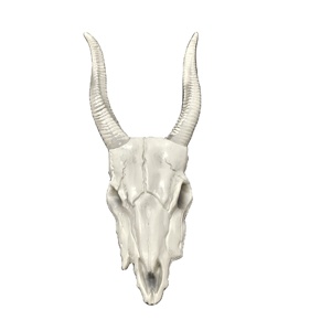 Creative Halloween Gift Decoration <b>Animal</b> Skull Sheep Head Home Wall Decor Pendant - Product Image 1