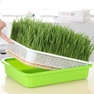 Large Capacity Healthy Breathable <strong>Seed</strong> Sprouter Tray Soilless Culture Tray for Vegetables and <strong>Wheatgrass</strong> <strong>Seeds</strong> Made of Plastic - Product Image 3