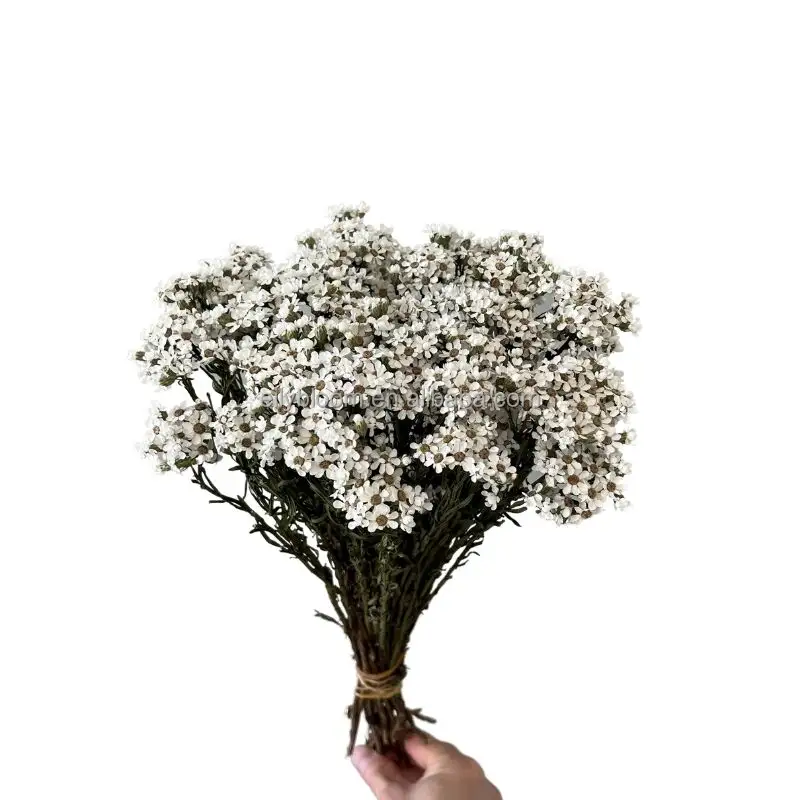 आईएनएस सबसे लोकप्रिय उच्च गुणवत्ता के लिए संरक्षित फूल सूखे Ixodia फ्रेंच सफेद बेर शादी का गुलदस्ता थोक