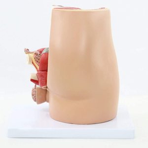 Model Anatomi Panggul dan Sistem Genital Pria Dewasa Bagian Sagital Median untuk Pelatihan Perawat Model Anatomi Manusia - Product Image 3