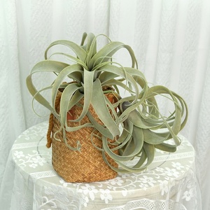 Planta artificial de hierba de plástico, alta calidad, precio de fábrica, para Decoración - Product Image 5