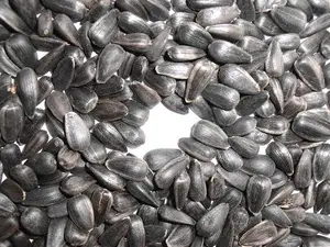 Wholesale Inner Mongolia China Origin Non-GMO Dried Bulk Sunflower Seed For Oil Black Shelled Raw Oil Sunflower Seeds