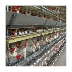 Conception de ferme de volaille de poulet de structure en acier préfabriquée moderne 1000 couches de maisons de poulets d'oeufs hangar de poulailler <span class=keywords><strong>à</strong></span> <span class=keywords><strong>vendre</strong></span> - Product Image 4