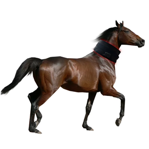 การบำบัดด้วยแสงสีแดงอินฟราเรดแบบพกพาสำหรับสัตว์เลี้ยง บรรเทาอาการปวดกล้ามเนื้อ ฟื้นฟูบาดแผล ขาของม้า - Product Image 5