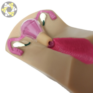 Simulador de entrenamiento de útero DIU modelo educativo de ciencia médica con Anatomía de ovario para anticonceptivo Intrauterino - Product Image 6