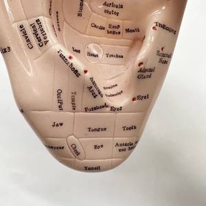 Medicina tradizionale cinese orecchio agopuntura modello attrezzature educative per la formazione & pratica - Product Image 6