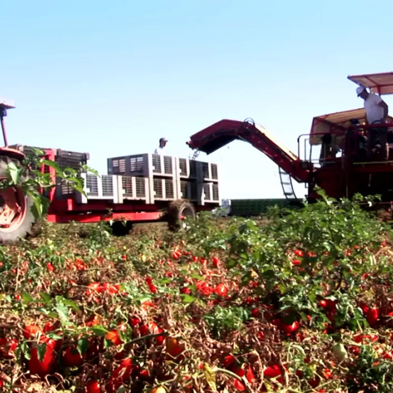 أعلى جودة 100% الإيطالية العضوية المفروم الطماطم في السهل فتح علب 24x425 مللي المفروم معالجة للتصدير