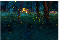 Le plus récent projecteur Laser étoile plein ciel luciole lumière Laser paysage éclairage fête de noël LED lumière de scène lampe Laser extérieure