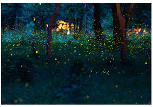 Nuovissimo proiettore Laser <span class=keywords><strong>stella</strong></span> Full Sky lucciola luce Laser illuminazione paesaggio festa natale luce LED fase di luce esterna lampada Laser - Product Image 5