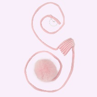 Nouveau style simple et coloré, jouet d'exercice pour chat en peluche avec balle, résistant aux morsures, ventouse, à suspendre à la porte, automatique