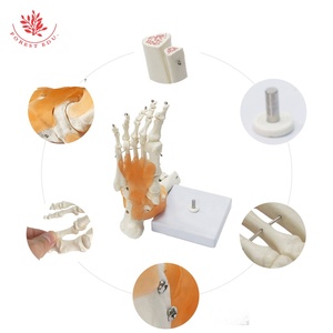 Modelo de Anatomía de la articulación del pie FRT027 <span class=keywords><strong>tobillo</strong></span> de PVC de tamaño real incluye ligamento hueso <span class=keywords><strong>humano</strong></span> recurso de enseñanza anatómica - Product Image 5